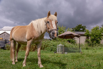 Full view Palomino horse looking at the camera in a grass field with view of farm building under a...