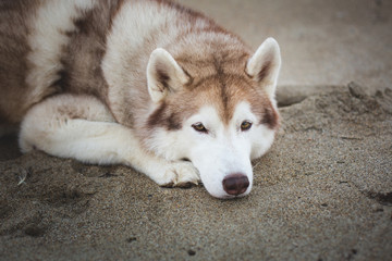 Close-up Portrait of beautiful and wistful siberian husky dog lying on sea front at sunset