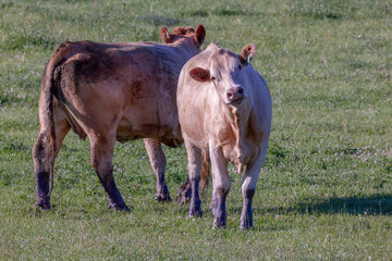 two cows in a field one looking directly at the camera back view of the other cow full lenght view in a grass field in alberta in summer