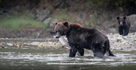 Grizzly bear with salmon