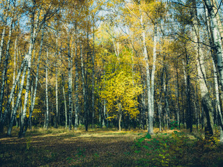 Trees with colorful foliage at autumn sunny day in park