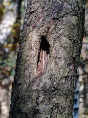 Fototapeta premium Bark of tree natural wood for texture 