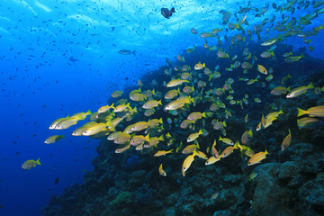 Obraz na płótnie Canvas Great Barrier Reef