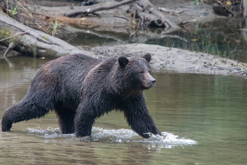 Obraz na płótnie Canvas Grizzly bear striding into water