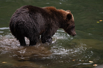 Obraz na płótnie Canvas Grizzly bear by river