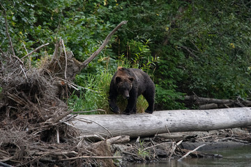 Grizzly bear walking on tree trunk