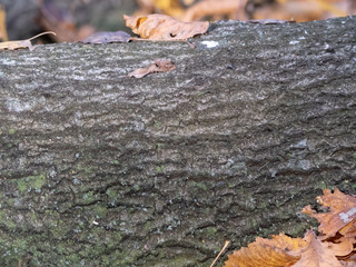 Bark of tree natural wood for texture 