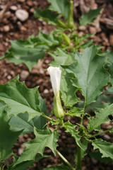 Jimson weed with white flowers. Datura stramonium also known as Devil's snare, Thorn Apple, Devil's Trumpet, Angel Tulip, Hell's Bells or Datura