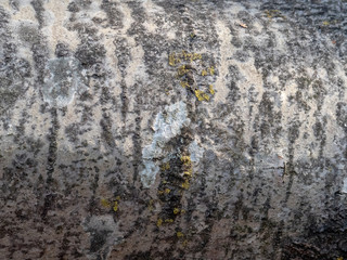 Bark of tree natural wood for texture 