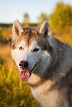 Close-up Portrait of gorgeous and free Siberian Husky dog sitting in the bright autumn field