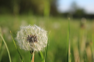 Fototapeta premium dandelion plant on a green field in Germany 