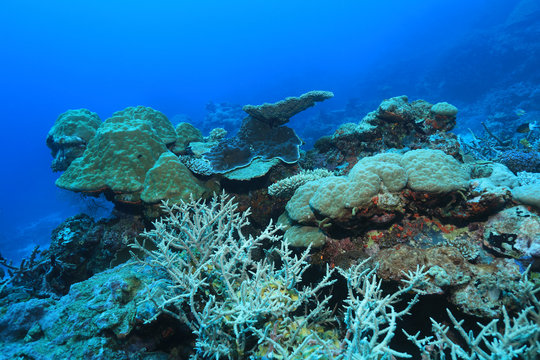 Fototapeta Great Barrier Reef