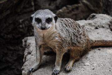 Fototapeta premium meerkat on guard