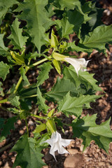 Jimson weed with white flowers. Datura stramonium also known as Devil's snare, Thorn Apple, Devil's Trumpet, Angel Tulip, Hell's Bells or Datura