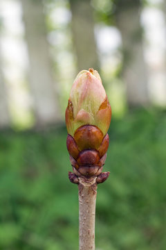 Close-up of a horse-chestnut bud.