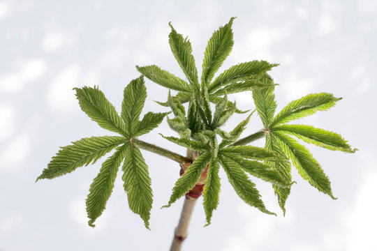 Close-up of a burst forth horse-chestnut bud with its leaves in spring.
