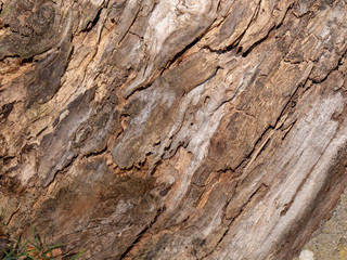 Bark of tree natural wood for texture 