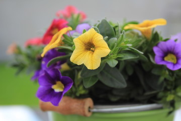 multi colors petunias at home garden