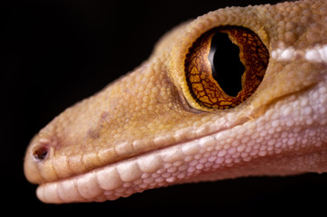 Gecko Close up