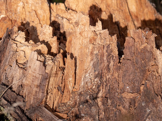 Bark of tree natural wood for texture 