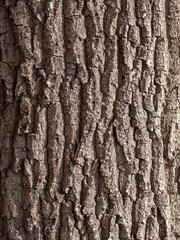 Bark of tree natural wood for texture 