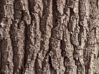 Bark of tree natural wood for texture 