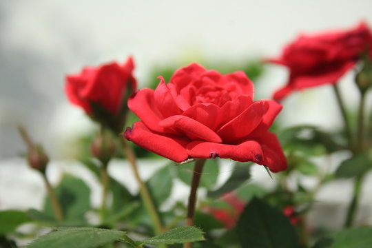 red roses during summer in garden
