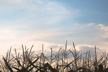 Obraz premium minimal details of corn plants with sunset sky 