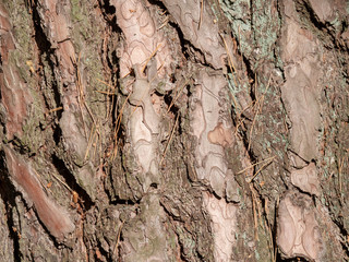Bark of tree natural wood for texture 