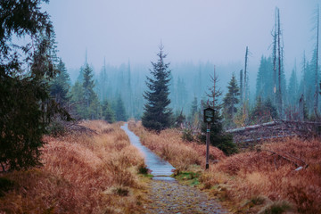 fog in forest