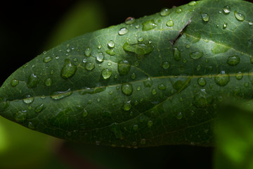 leave and water drops detail. Macro photography. Rain and nature concept