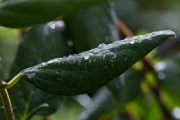 leave and water drops detail. Macro photography. Rain and nature concept
