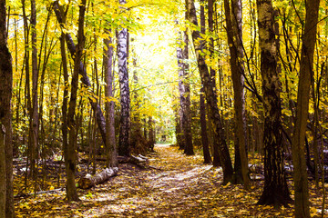 Autumn forest, golden foliage and sunlight. Park in the autumn.