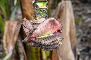 Old banana florets on the stem of a banana flower
