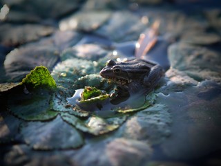 frog sitting on leaves in swamp in bright sunlight