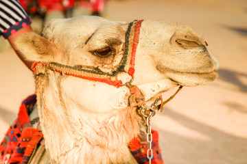 Desert in Egypt. Sharm el Sheikh. Sand and Sand Borkhan. Rock and sunset. A funny traditional...