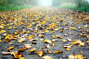 golden leaves on the ground at autumn early foggy morning landscape
