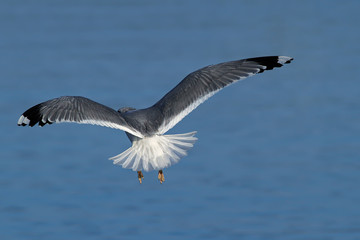 Möwe im Licht