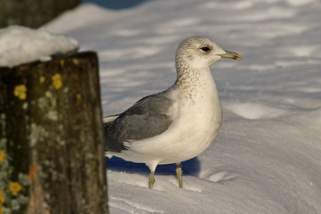 Möwe im Schnee