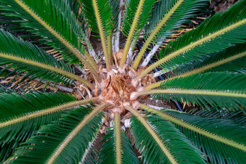 Naklejka na ściany i meble Looking down the centre of a palm tree