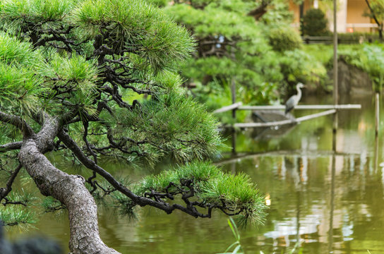 Pine tree and Japanese heron in the Shinji Pond in the public garden of Hibiya Park bordering the southern moat of the Imperial Palace. 