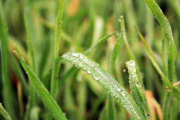Fototapeta na wymiar closeup of water drops on green grass 