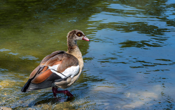 France, Bordeaux Metropole, Bourran park  in Merignac, American wigeon (baldpate)