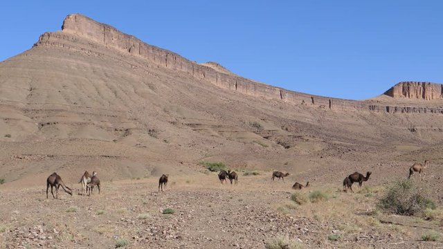 Herd of dromedary camels in the sahara desert at Nkob, Morocco