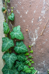 Schäden durch Efeu an Hauswand