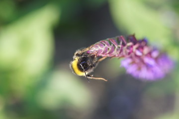 bee on flower