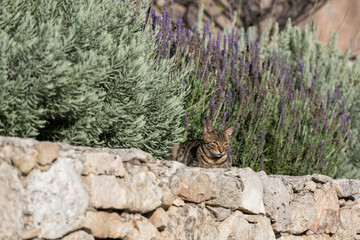 Wild cat is sitting in lavender field. Sunset lights over blooming lavander flowers.