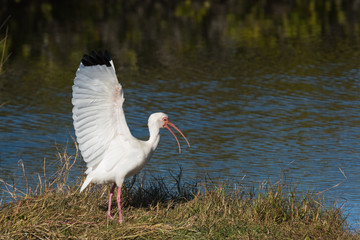 stork in habitat