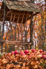 red apples in the foliage of the autumn forest, food for wild animals