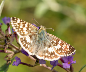 Female Common Checkered-skipper butterfly on purple flowers